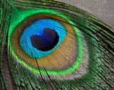 Close-up shot of the peacock eye feather.